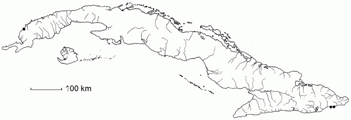 Chamaecrista macambensis