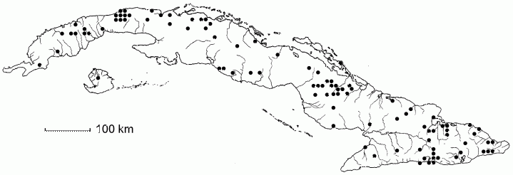 Chamaecrista nictitans subsp. patellaria