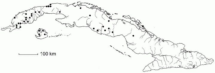 Chamaecrista rotundifolia
