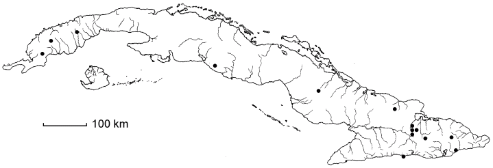 Chionanthus axilliflorus subsp. axilliflorus