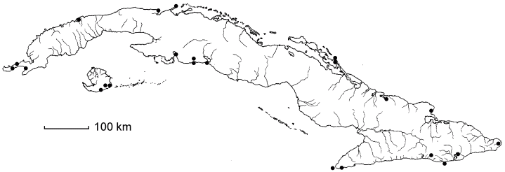 Chionanthus bumelioides subsp. bumelioides