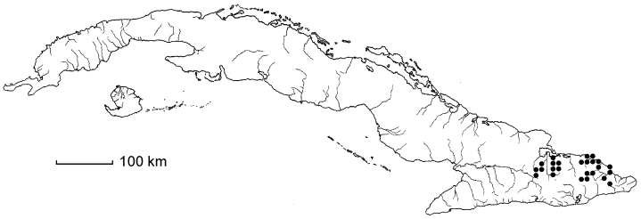 Chionanthus bumelioides subsp. cubensis