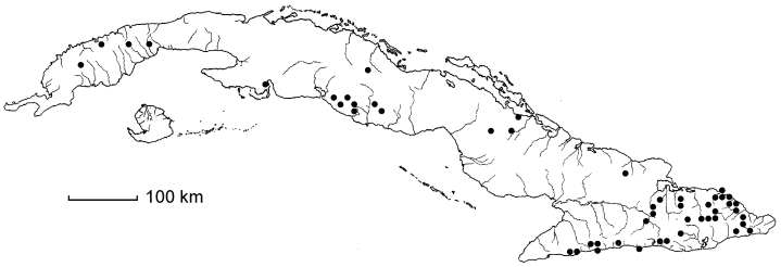 Chionanthus domingensis