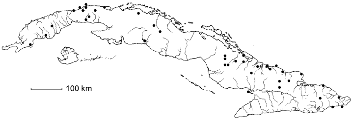 Chloris sagrana subsp. sagrana