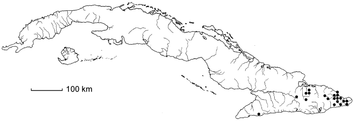 Chrysophyllum argenteum