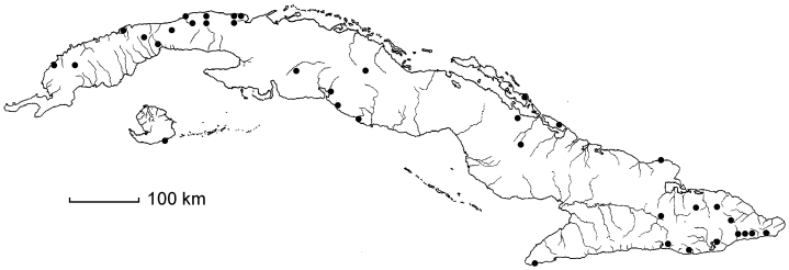 Chrysophyllum oliviforme subsp. oliviforme