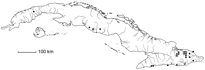 Chusquea abietifolia