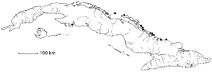 Cienfuegosia yucatanensis