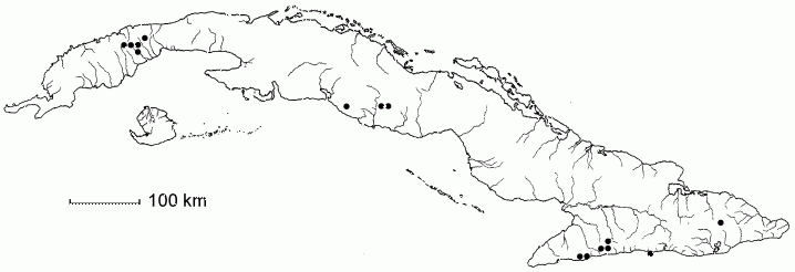 Cinnamomum grisebachii