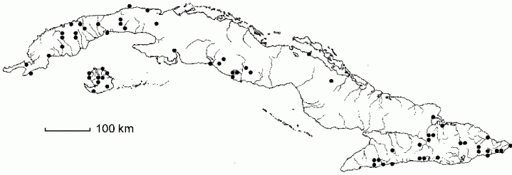 Citharexylum caudatum