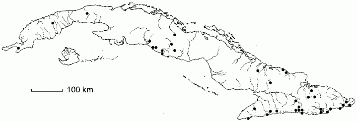 Citharexylum tristachyum