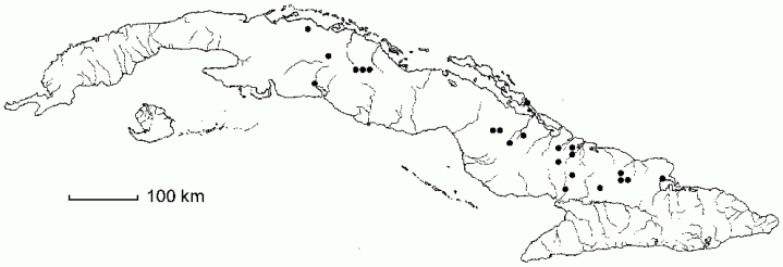 Cleome procumbens subsp. obtusa