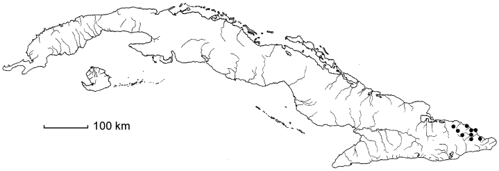 Coccoloba baracoensis