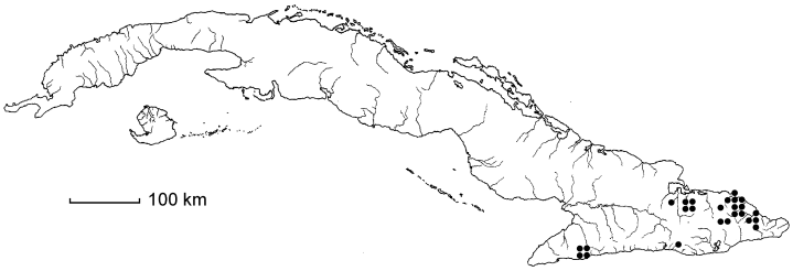 Coccoloba benitensis