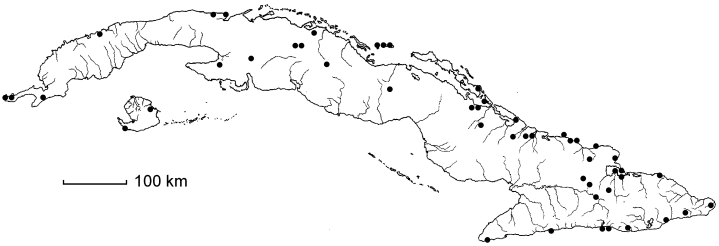 Coccoloba diversifolia