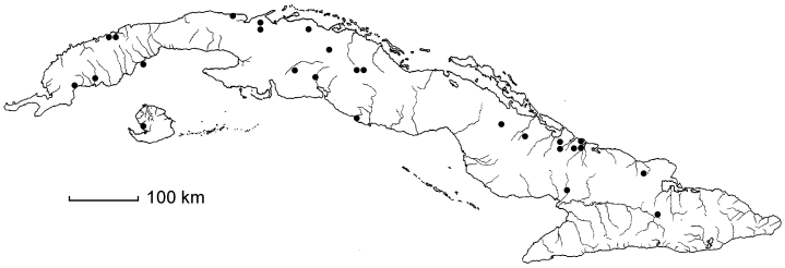 Coccoloba microphylla