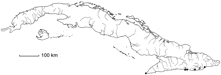 Coccoloba tenuifolia