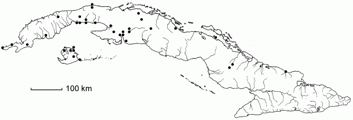 Coleataenia longifolia subsp. rigidula