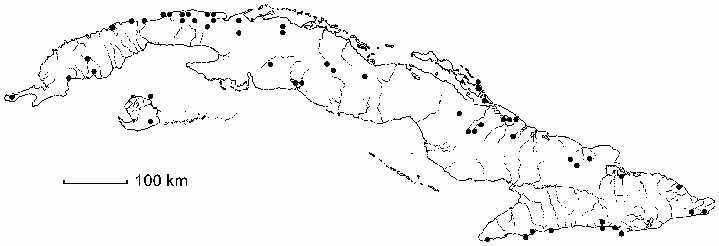 Crossopetalum aquifolium