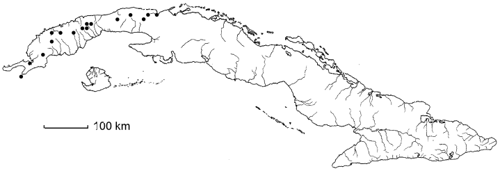 Cupania juglandifolia