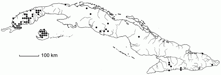 Dichanthelium acuminatum