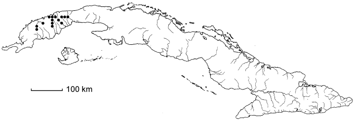 Dioscorea cephalocarpa