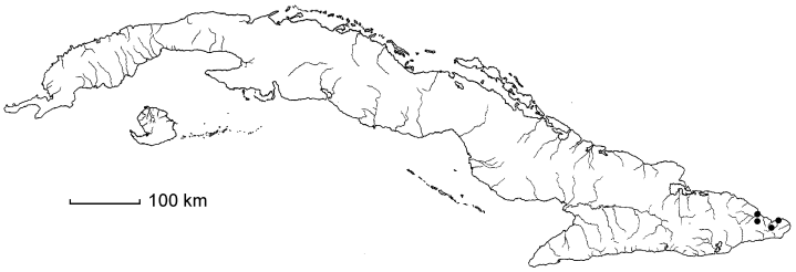 Dioscorea chondrocarpa