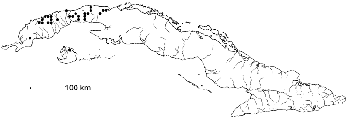 Dioscorea psilostachya