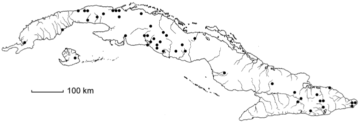 Dioscorea quinquefolia