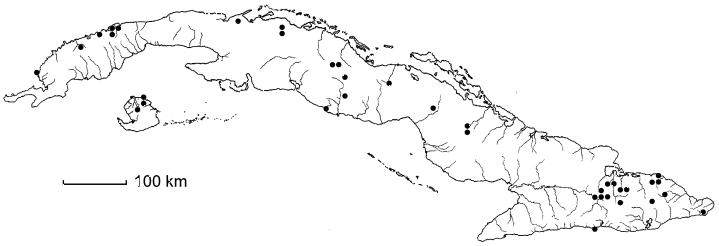 Dodonaea angustifolia