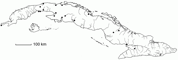 Echinochloa crus-galli