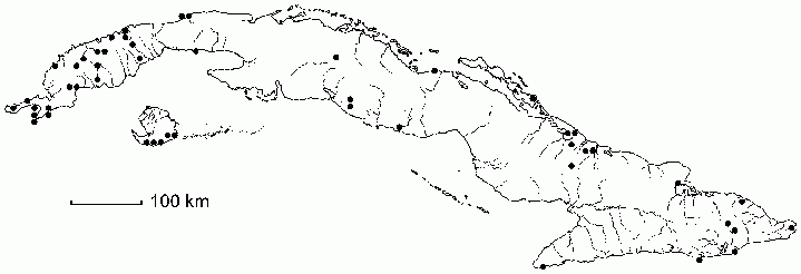 Elaeodendron attenuatum