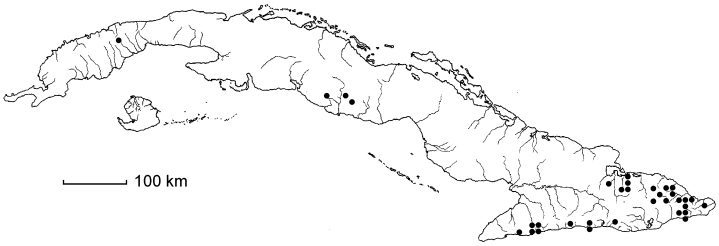 Elaphoglossum apodum