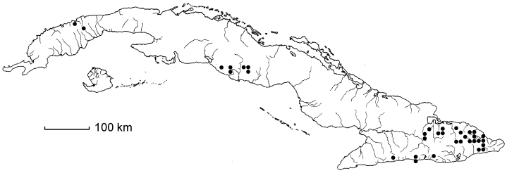 Elaphoglossum drabifolium