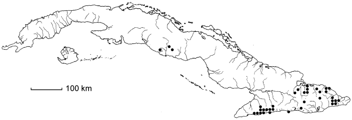 Elaphoglossum glabellum
