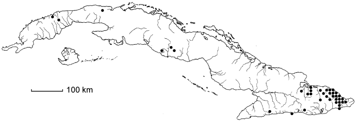 Elaphoglossum herminieri