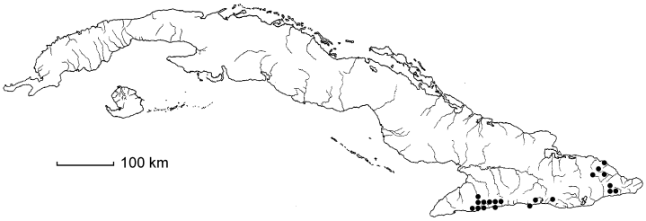 Elaphoglossum longifolium