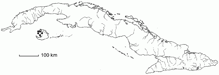 Eriocaulon arenicola