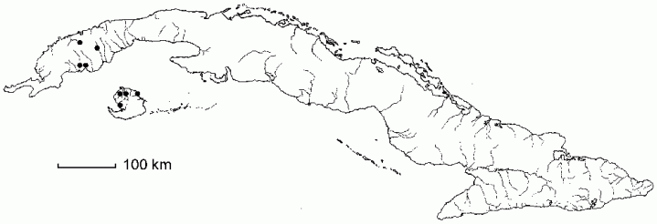 Eriocaulon sigmoideum