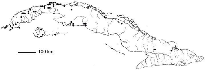 Forestiera rhamnifolia subsp. rhamnifolia