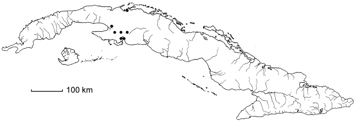 Fraxinus caroliniana subsp. cubensis