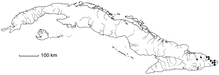 Gesneria salicifolia