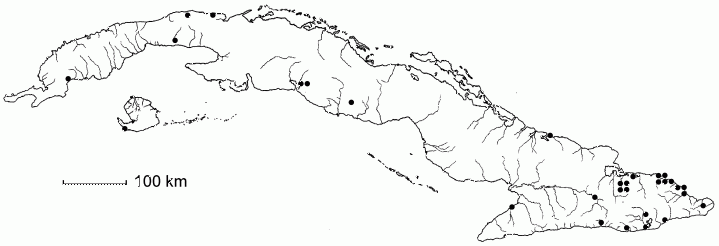 Guibourtia hymenaeifolia