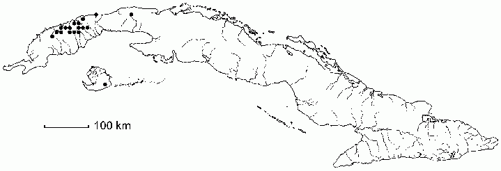 Gyminda latifolia subsp. glaucifolia