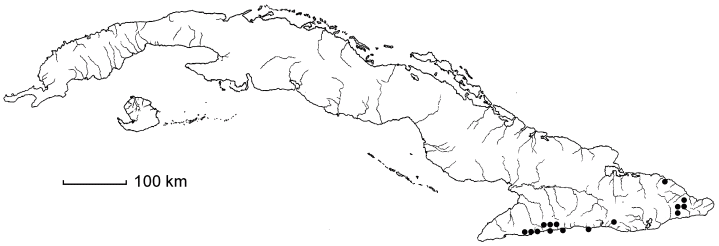 Haenianthus salicifolius