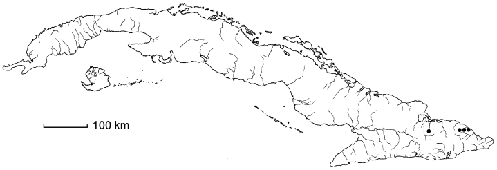 Hedyosmum subintegrum