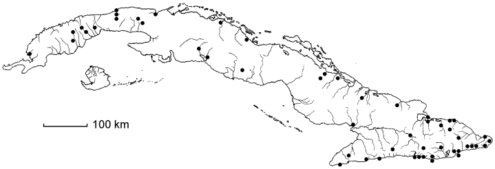 Heteropterys laurifolia