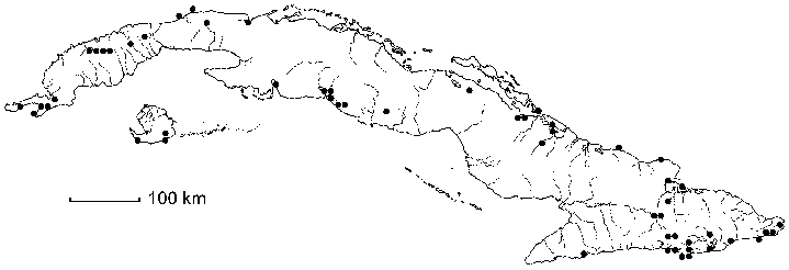 Hibiscus clypeatus subsp. cryptocarpos