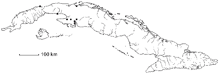 Hibiscus maculatus subsp. maculatus