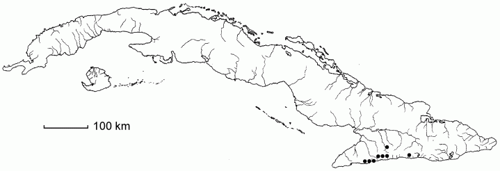 Hymenophyllum asplenioides